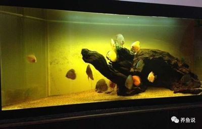 魚缸常見魚圖片及名稱，常見魚精美圖片及名稱大全，助