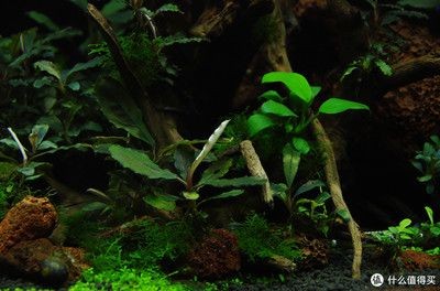 超白缸魚缸品牌：如何選購超白缸魚缸，白缸魚缸品牌大揭秘，選購超白缸魚缸的要點