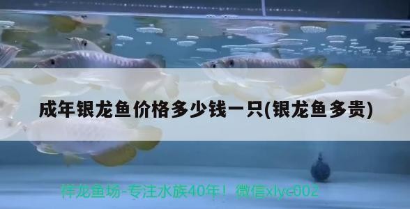 成年銀龍魚價格多少錢一只(銀龍魚多貴)銀龍魚價格揭秘，一只究竟多少錢