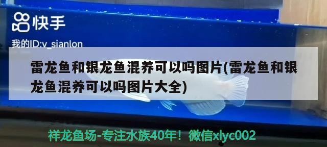 雷龍魚和銀龍魚混養可以嗎圖片(雷龍魚和銀龍魚混養可以嗎圖片大全)龍魚與銀龍魚混養可行嗎？混養圖片