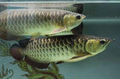 紅龍魚白燈照射的效果怎么樣，龍魚在白燈照射下效果如何？色彩表現(xiàn)與環(huán)境