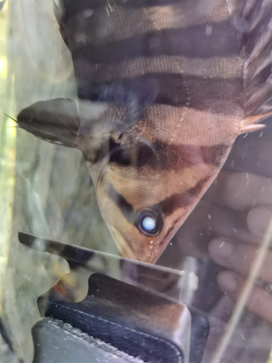 虎魚的眼睛有白色霧請大神們幫忙解決，魚眼睛現(xiàn)白霧，急尋大神支招解決養(yǎng)護難題