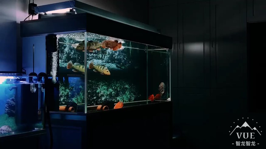 隨拍虎魚,隨拍虎魚,靈動身姿與斑斕色彩的水中瞬間 虎魚百科 第1張 隨拍虎魚,隨拍虎魚,靈動身姿與斑斕色彩的水中瞬間 隨拍虎魚,隨拍虎魚,靈動身姿與斑斕色彩的水中瞬間 虎魚百科 第1張