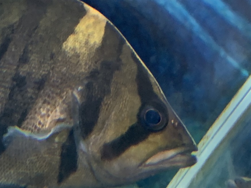 虎魚知識求告知，魚知識大揭秘，習性、飼養(yǎng)要點及常見品種全解析