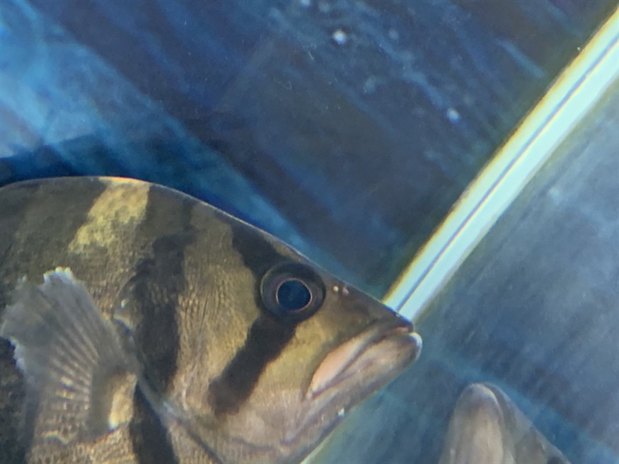 虎魚知識求告知，魚知識大揭秘，習性、飼養(yǎng)要點及常見品種全解析
