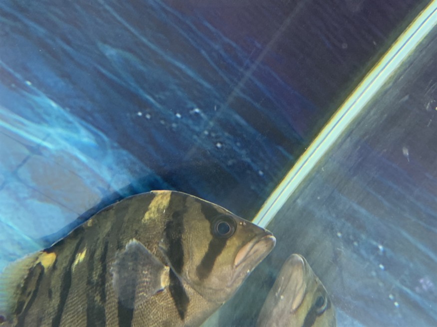 虎魚知識求告知，魚知識大揭秘，習性、飼養(yǎng)要點及常見品種全解析