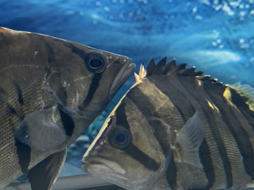 虎魚知識求告知，魚知識大揭秘，習性、飼養(yǎng)要點及常見品種全解析