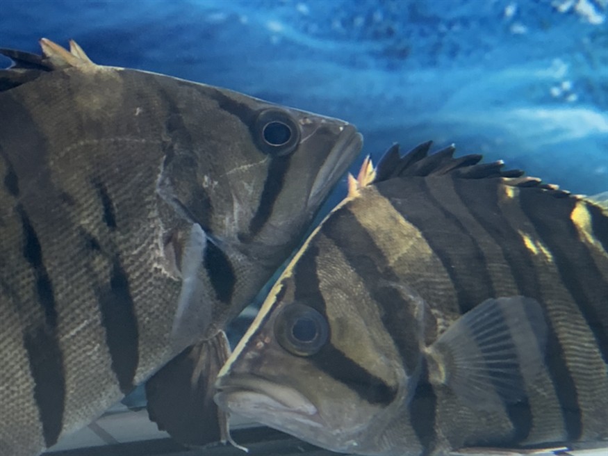 虎魚知識求告知，魚知識大揭秘，習性、飼養(yǎng)要點及常見品種全解析