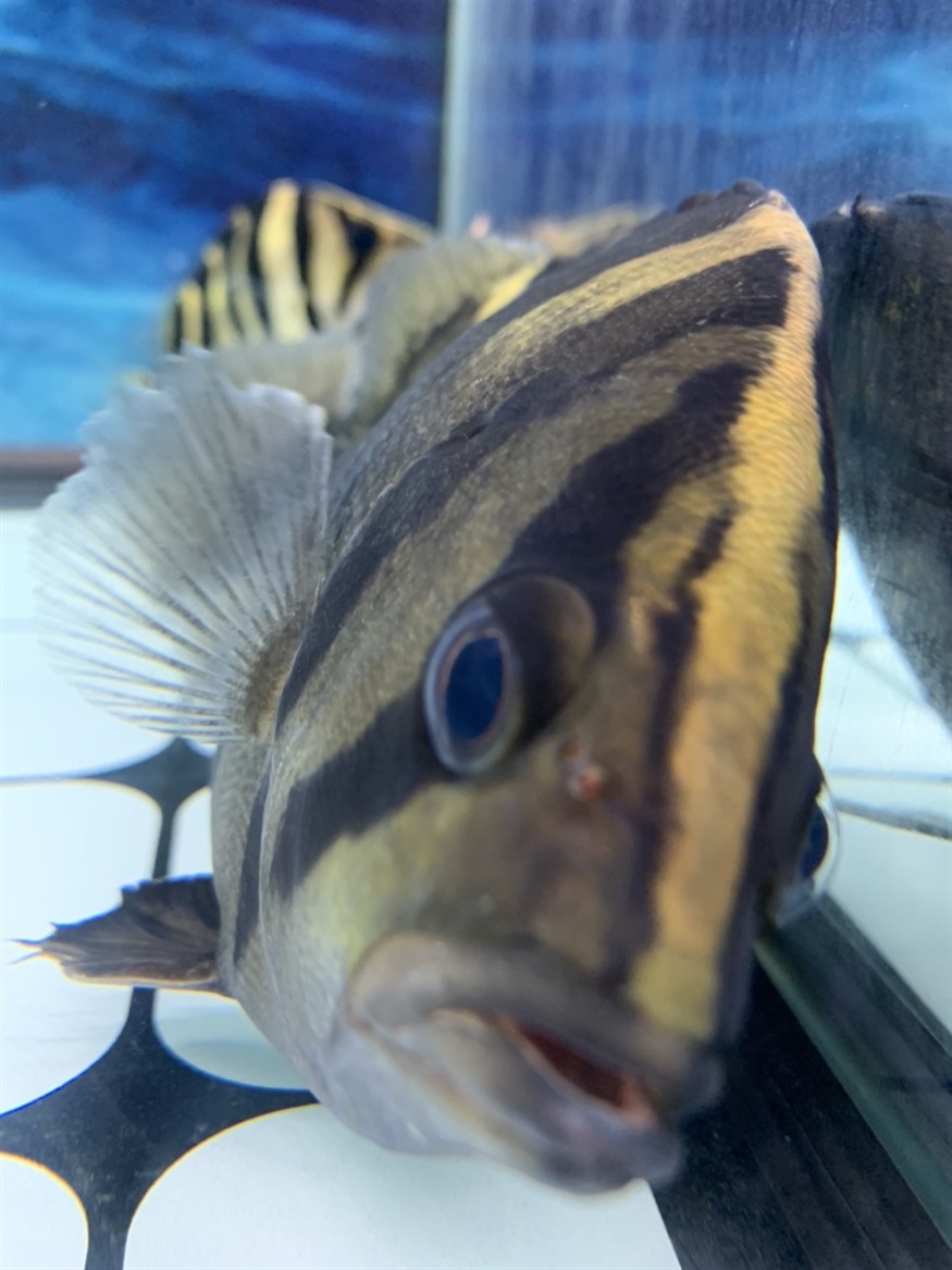 虎魚知識求告知，魚知識大揭秘，習性、飼養(yǎng)要點及常見品種全解析