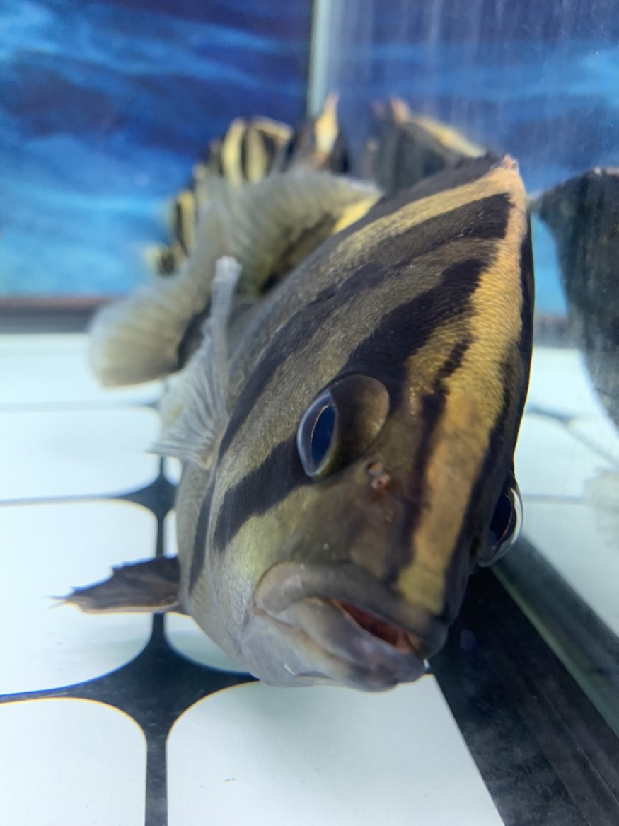 虎魚知識求告知，魚知識大揭秘，習性、飼養(yǎng)要點及常見品種全解析