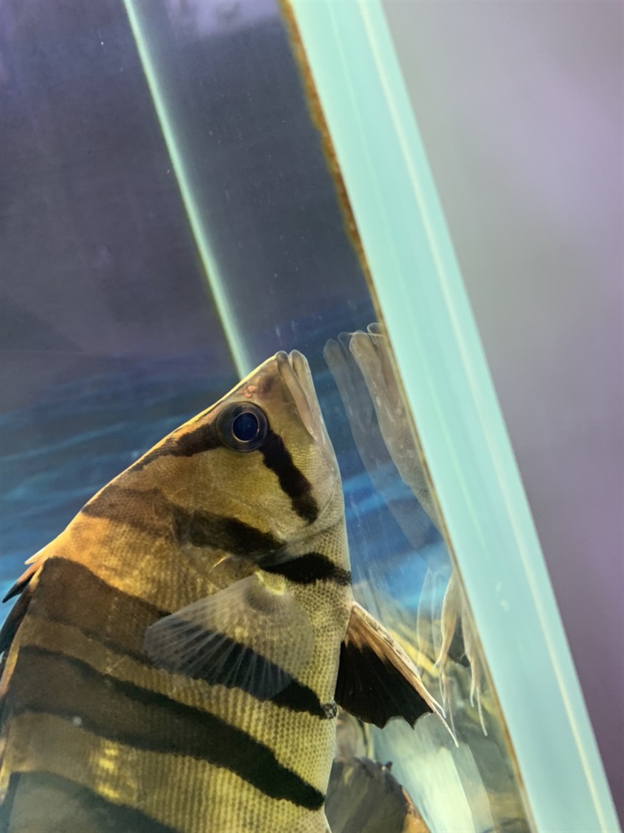 虎魚知識求告知，魚知識大揭秘，習性、飼養(yǎng)要點及常見品種全解析