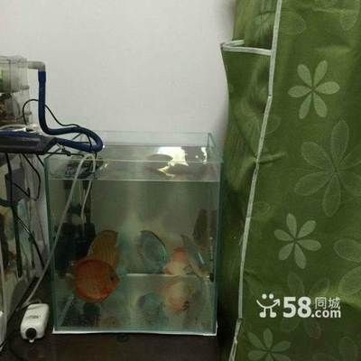 超白魚缸去哪買便宜的：滕州超白魚缸diy超白魚缸diy教程，州超白魚缸哪里買便宜？DIY教程及選購指南全