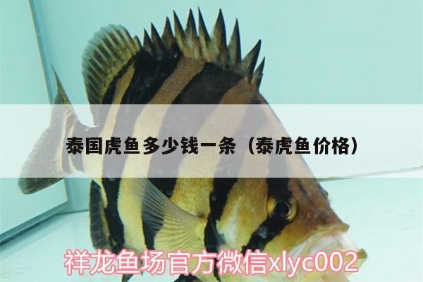 泰國虎魚多少錢一條（泰虎魚價格）虎魚價格揭秘，泰國虎魚多少錢一條？市場行情全