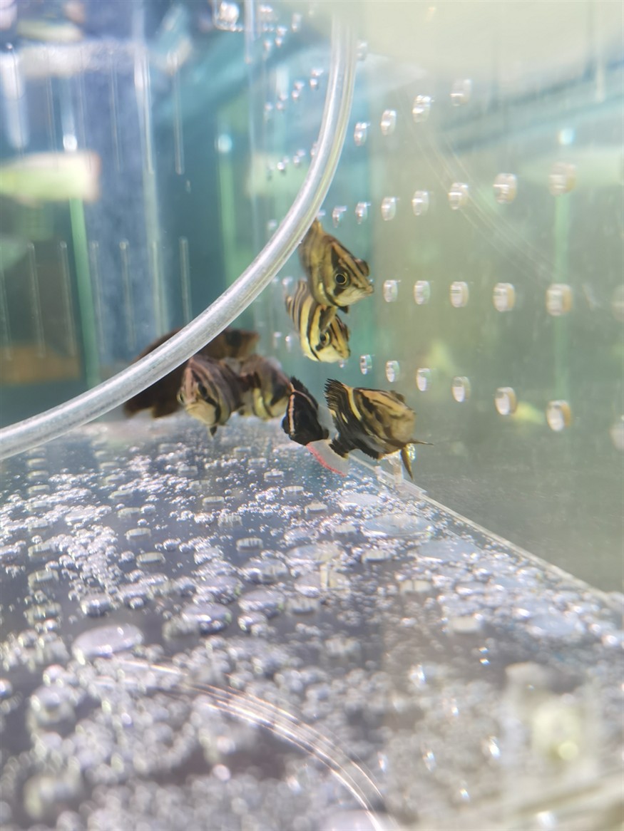 虎魚養(yǎng)成了紅尾巴在線等答案謝謝魚友們，魚養(yǎng)成紅尾巴，急尋原因！在線等答案，謝魚友
