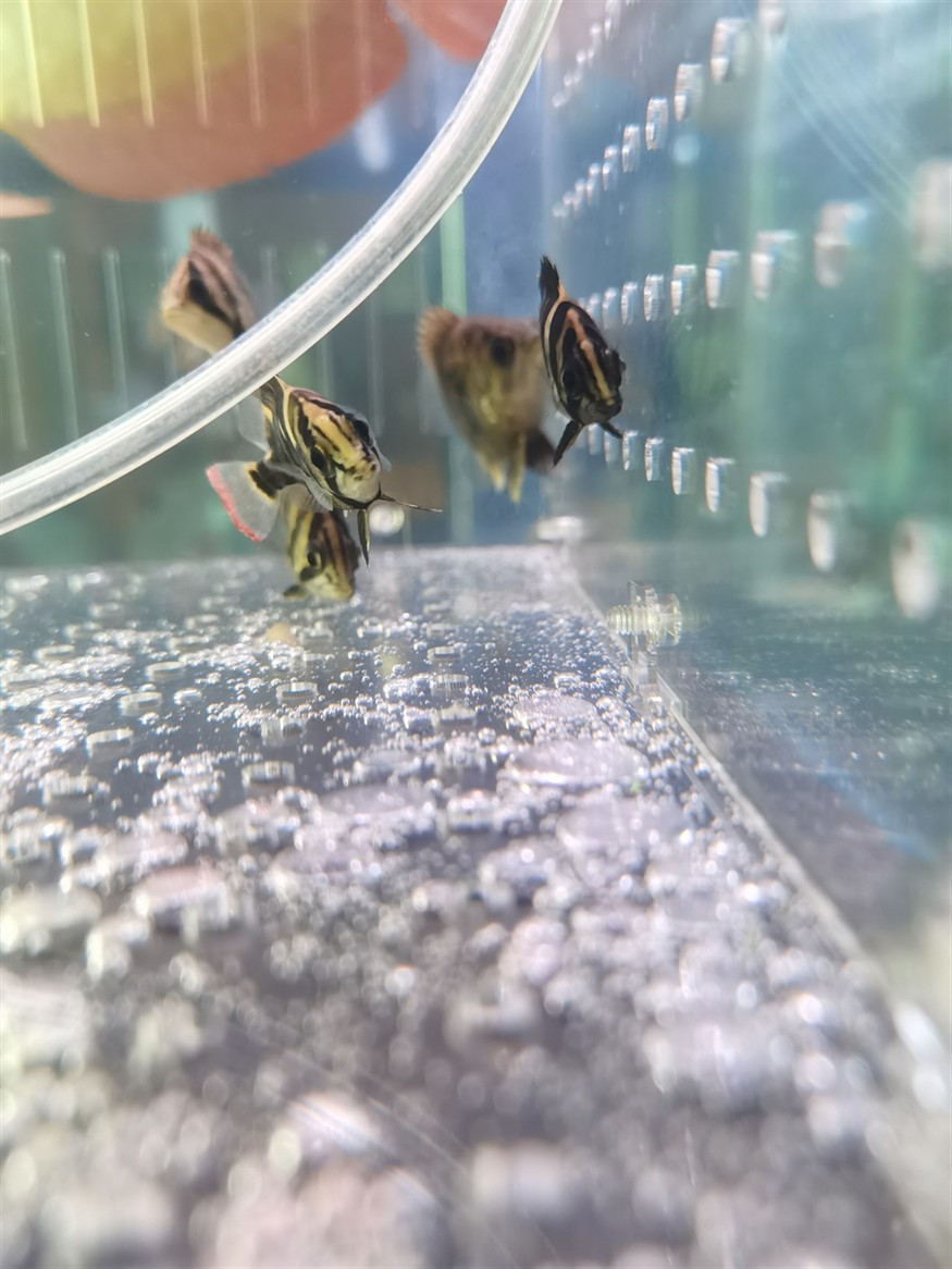 虎魚養(yǎng)成了紅尾巴在線等答案謝謝魚友們，魚養(yǎng)成紅尾巴，急尋原因！在線等答案，謝魚友
