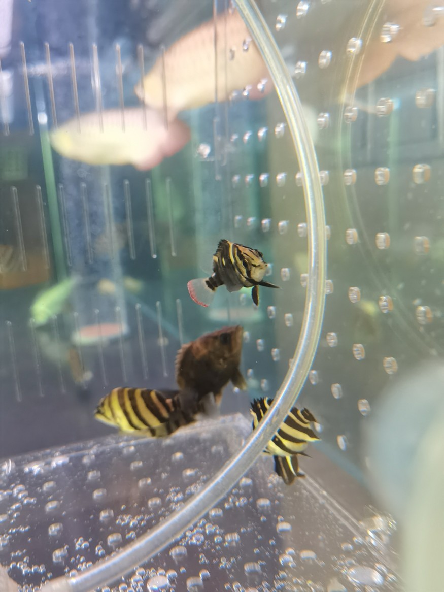 虎魚養(yǎng)成了紅尾巴在線等答案謝謝魚友們，魚養(yǎng)成紅尾巴，急尋原因！在線等答案，謝魚友