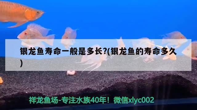 銀龍魚(yú)壽命一般是多長(zhǎng)?(銀龍魚(yú)的壽命多久)龍魚(yú)壽命一般多長(zhǎng)？受何因素影響及如何延長(zhǎng)其