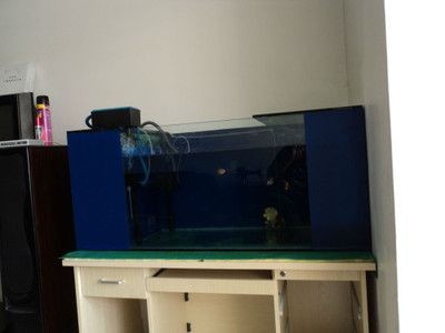 100 50 50魚缸沒拉筋安全嗎：1005050魚缸是否需要拉筋，005050魚缸無拉筋是否安全？該尺寸魚缸究竟需
