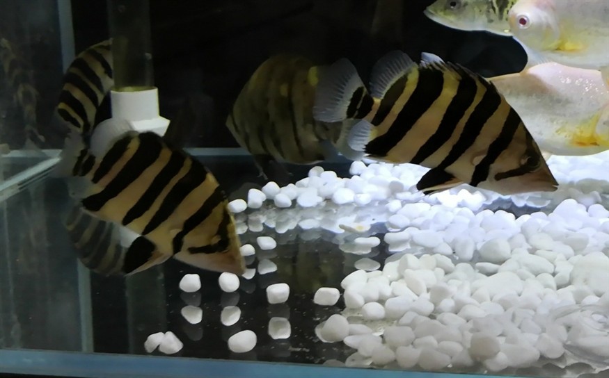 虎魚吃魚食10天以后變化，虎魚吃魚食 10 天后，體態、習性與外觀的奇妙變化