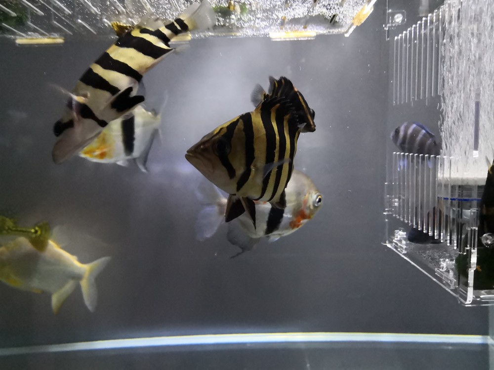 虎魚吃魚食10天以后變化，虎魚吃魚食 10 天后，體態、習性與外觀的奇妙變化