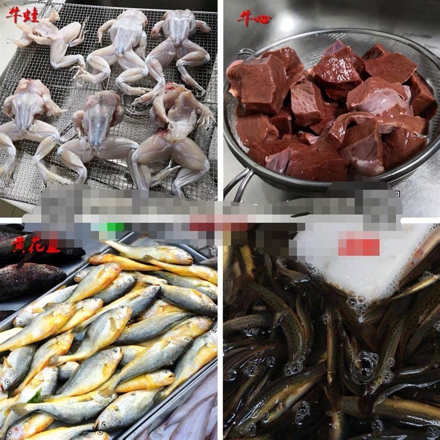虎魚吃魚食10天以后變化，虎魚吃魚食 10 天后，體態、習性與外觀的奇妙變化