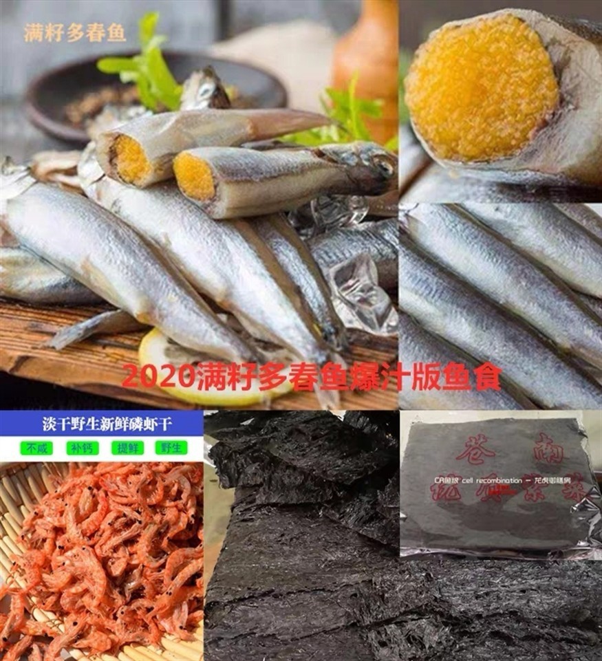 虎魚吃魚食10天以后變化，虎魚吃魚食 10 天后，體態、習性與外觀的奇妙變化