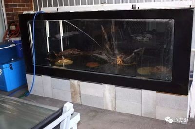 大型魚缸的安裝方法視頻，大型魚缸安裝全攻略，詳細(xì)步驟及