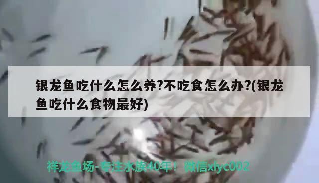 銀龍魚(yú)吃什么怎么養(yǎng)?不吃食怎么辦?(銀龍魚(yú)吃什么食物最好)龍魚(yú)飼養(yǎng)全攻略，飲食偏好、養(yǎng)護(hù)要點(diǎn)及拒食
