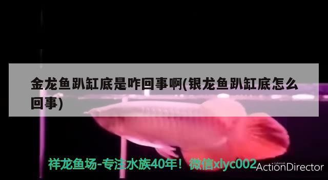 金龍魚趴缸底是咋回事啊(銀龍魚趴缸底怎么回事)龍魚（銀龍魚）趴缸底原因大揭秘，環境、健康多因素剖析