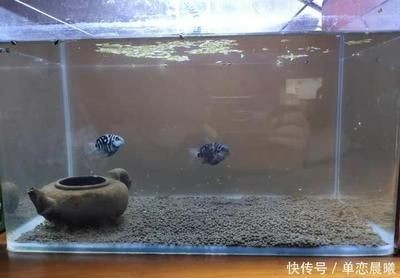 紅龍魚的最好品種視頻圖片欣賞大全（紅龍魚的最好品種視頻圖片欣賞大全大圖）紅龍魚頂級品種視頻圖片大賞（高清大圖，一飽眼福！）