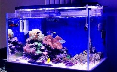 玻璃魚缸專用膠有毒嗎知乎：玻璃魚缸專用膠使用注意事項，魚缸專用膠有毒嗎知乎？使用方法及
