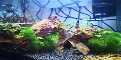 玻璃魚缸專用膠有毒嗎知乎：玻璃魚缸專用膠使用注意事項，魚缸專用膠有毒嗎知乎？使用方法及