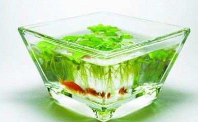 玻璃魚缸專用膠有毒嗎知乎：玻璃魚缸專用膠使用注意事項，魚缸專用膠有毒嗎知乎？使用方法及