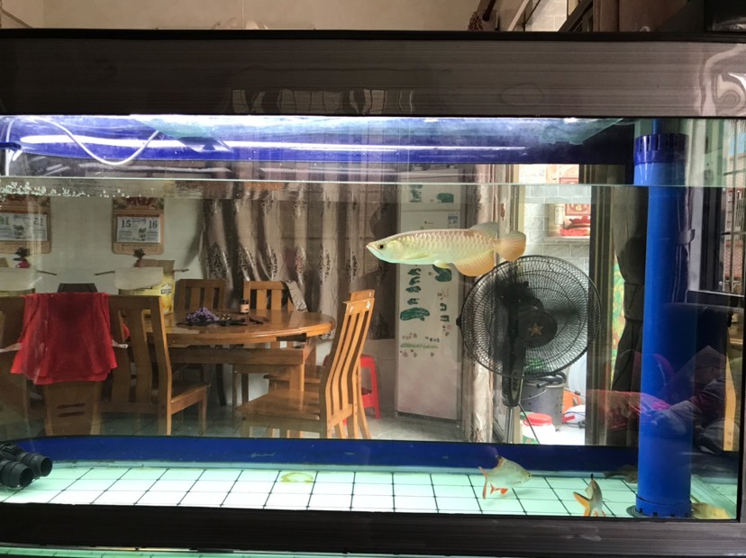終于把虎魚移走了，終于把虎魚移走，告別特殊伙伴，開啟水族箱新生態(tài)