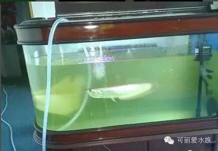 滑縣新區森淼水族魚缸店（滑縣新區森淼水族魚缸店電話）縣新區森淼水族魚缸店，品質水族用品，專業服務，電話一鍵咨詢