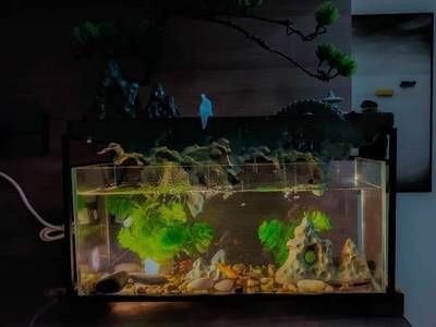 玻璃魚缸自制流水：玻璃魚缸自制流水的幾種方法，玻璃魚缸自制流水，多種方法及注意事項(xiàng)
