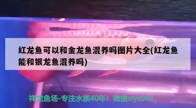 紅龍魚可以和金龍魚混養(yǎng)嗎圖片大全(紅龍魚能和銀龍魚混養(yǎng)嗎)龍魚與金龍、銀龍魚混養(yǎng)可行性探討及