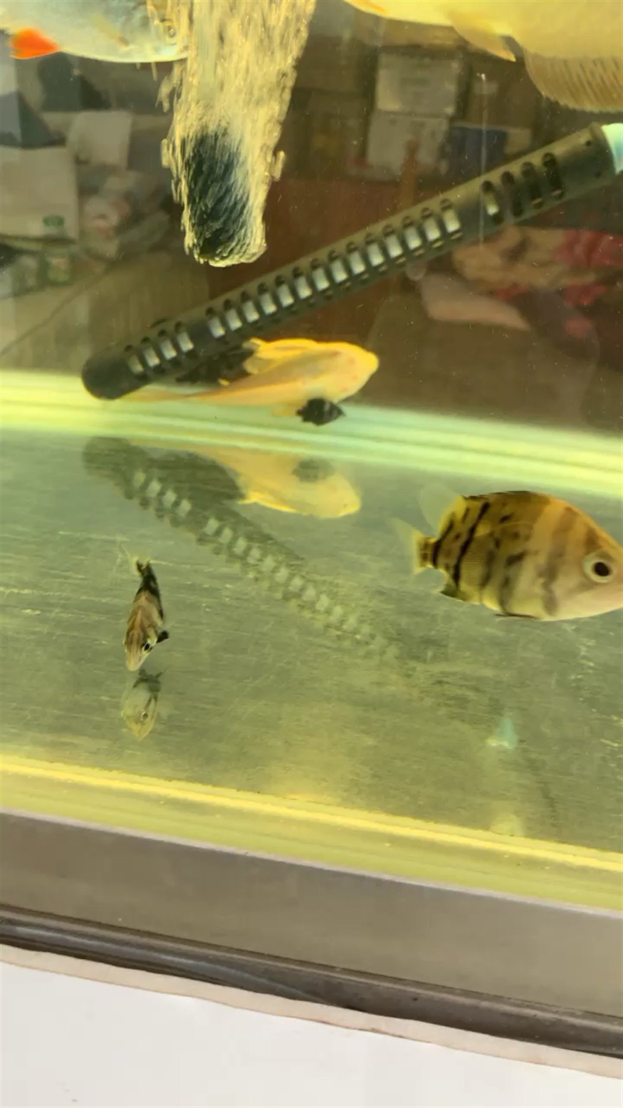 這是虎魚這是三紋，虎魚與三紋，獨特魚類的辨識及特點詳解