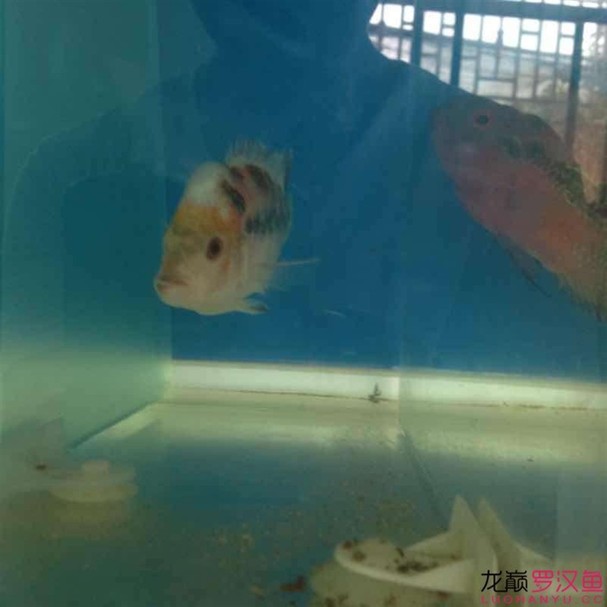這魚(yú)怎么救，這魚(yú)病懨懨的，究竟該如何施救才能讓它重