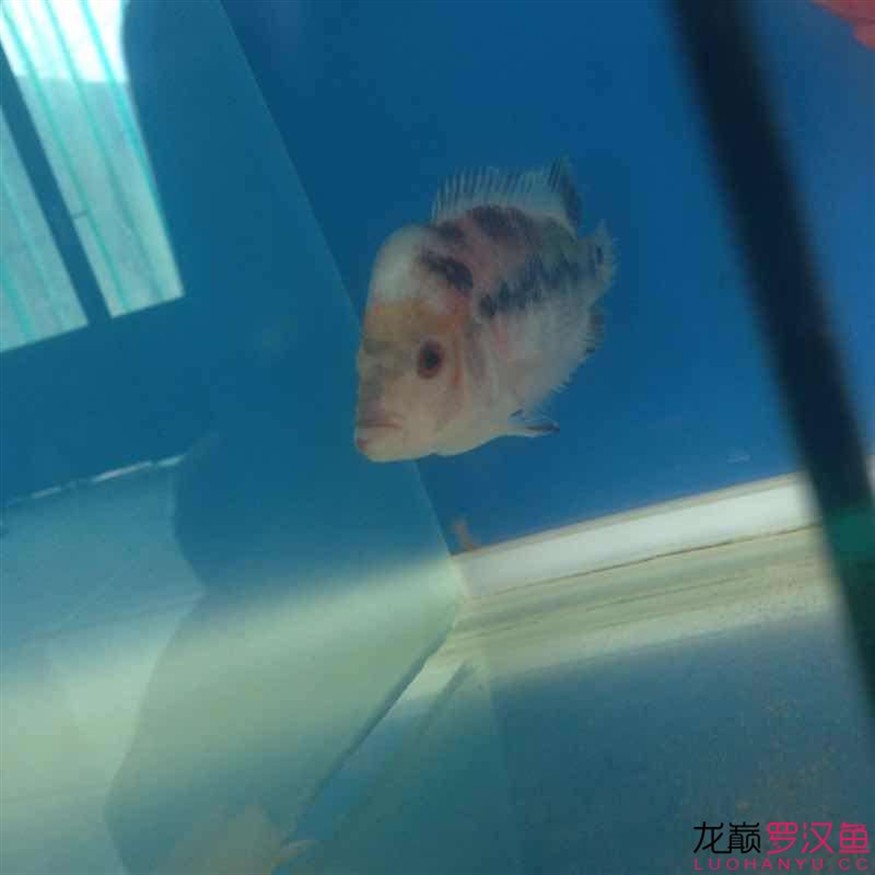 這魚(yú)怎么救，這魚(yú)病懨懨的，究竟該如何施救才能讓它重