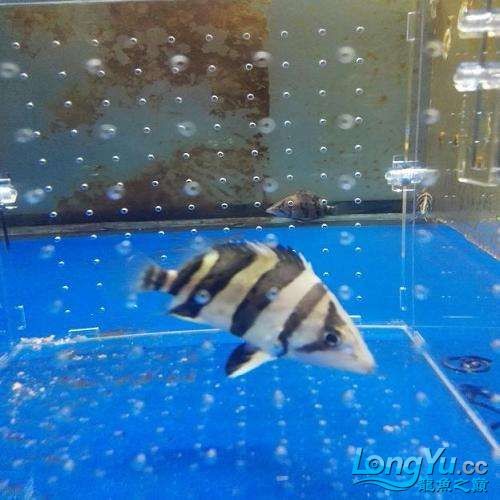 出皇冠母種亞成公魚精品三文虎，母種亞成公魚三文虎