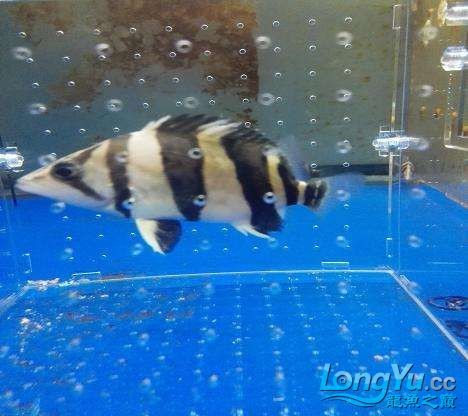 出皇冠母種亞成公魚精品三文虎，母種亞成公魚三文虎