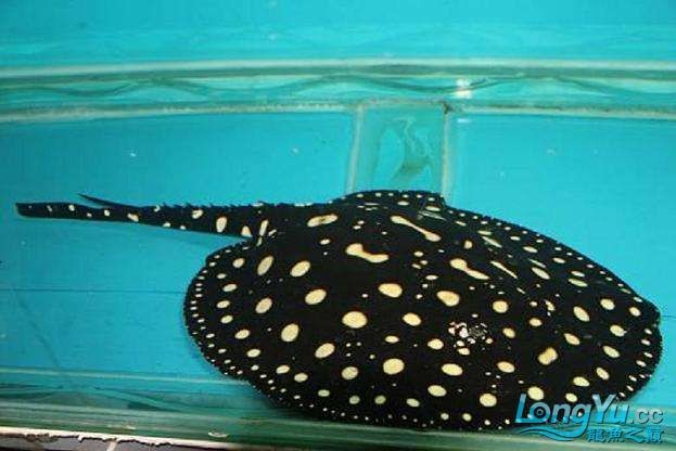 出皇冠母種亞成公魚精品三文虎，母種亞成公魚三文虎