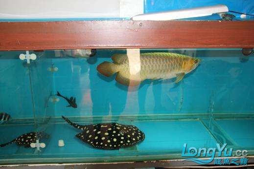 出皇冠母種亞成公魚精品三文虎，母種亞成公魚三文虎