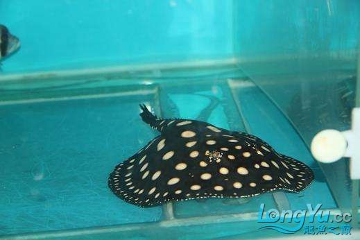 出皇冠母種亞成公魚精品三文虎，母種亞成公魚三文虎