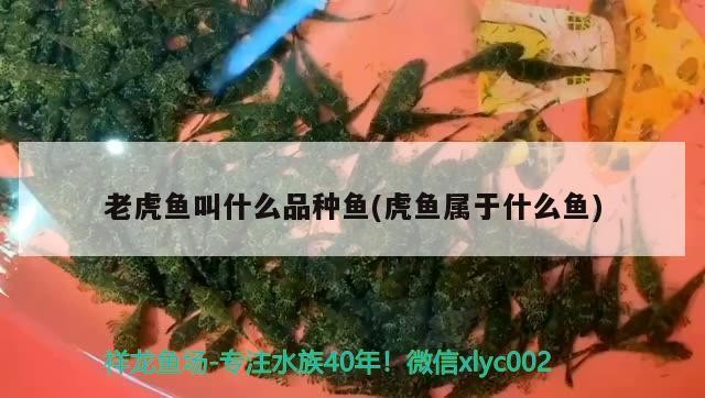 老虎魚叫什么品種魚(虎魚屬于什么魚)魚品種及虎魚所屬魚類詳解，探究其獨特身份與特征