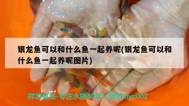 銀龍魚可以和什么魚一起養呢(銀龍魚可以和什么魚一起養呢圖片)龍魚混養攻略，哪些魚類可與銀龍魚和諧