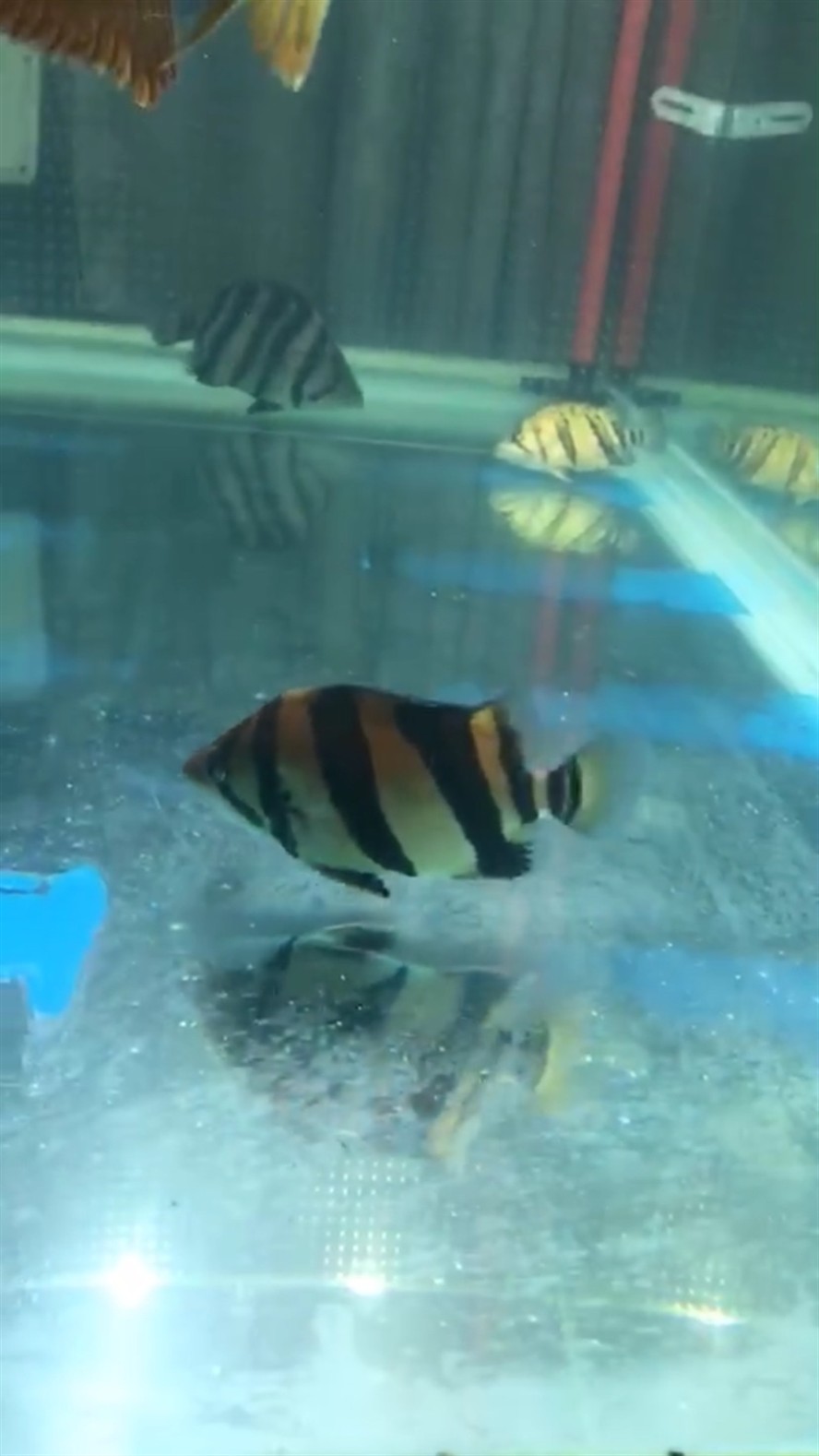 新請了兩條虎魚，請兩條虎魚，開啟水族箱新景，期待它們在水中的