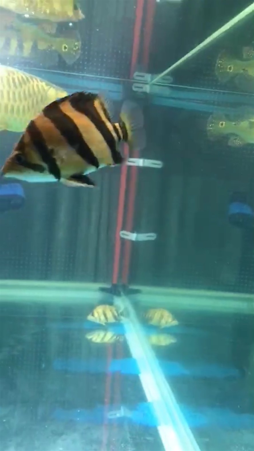 新請了兩條虎魚，請兩條虎魚，開啟水族箱新景，期待它們在水中的