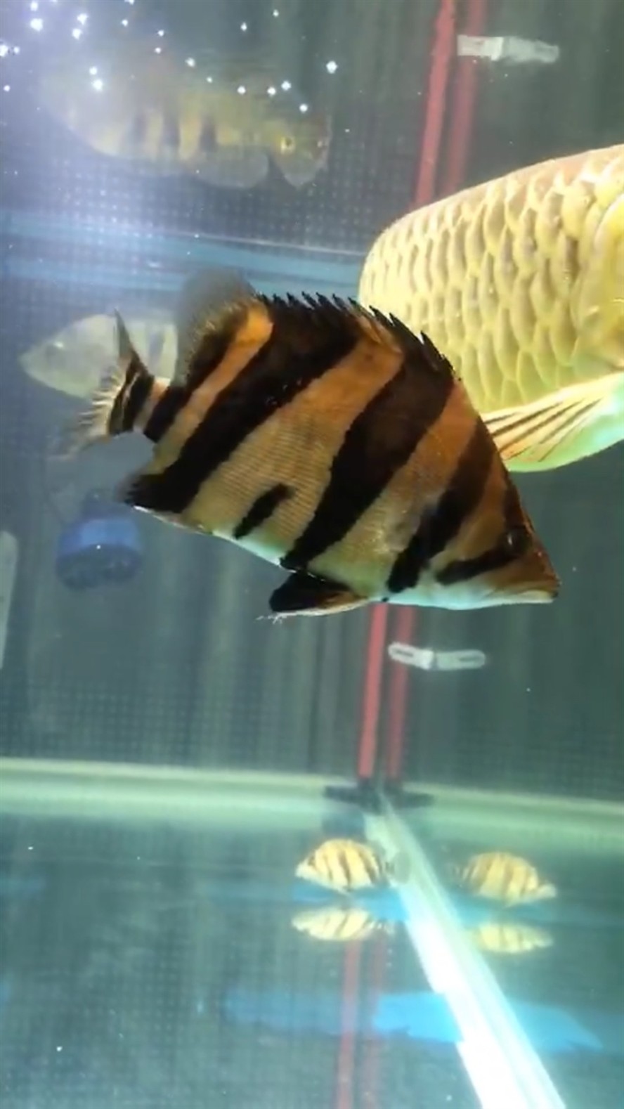 新請了兩條虎魚，請兩條虎魚，開啟水族箱新景，期待它們在水中的